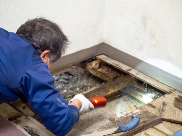 Best Professional Mold Removal  in Difficult Run, VA