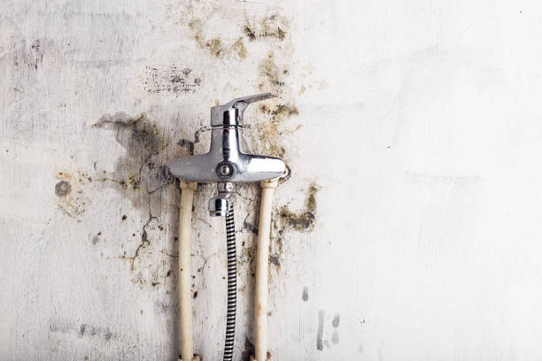 Best Affordable Mold Removal  in Difficult Run, VA