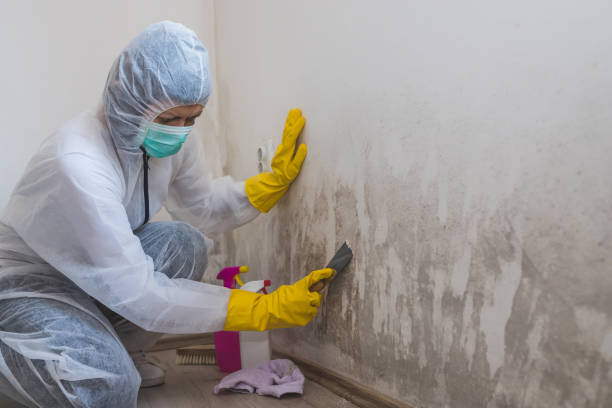 Best Local Mold Removal Service  in Difficult Run, VA