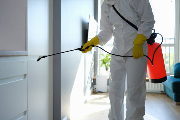 Best Mold Damage Repair  in Difficult Run, VA