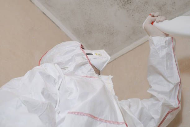 Best Black Mold Removal  in Difficult Run, VA