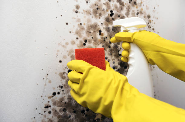 Best Black Mold Removal  in Difficult Run, VA