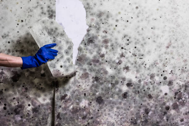 Best Residential Mold Removal  in Difficult Run, VA