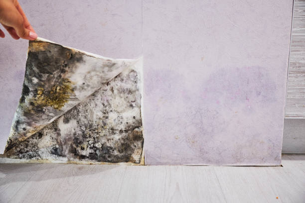Office Mold Removal Services in Difficult Run, VA